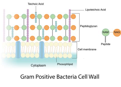 Bacteria: Cell Walls – General Microbiology