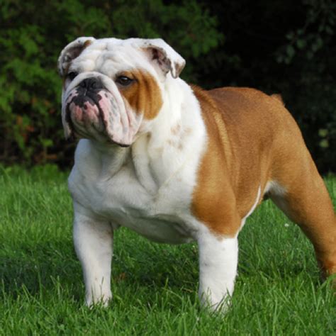 Bulldog grooming, bathing and care | Espree