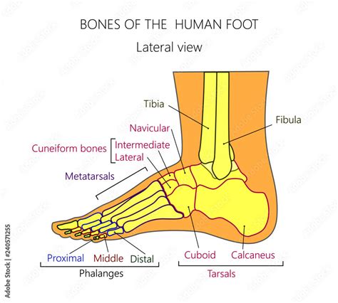 Vector illustration of a human leg with denominations of the bones of ...