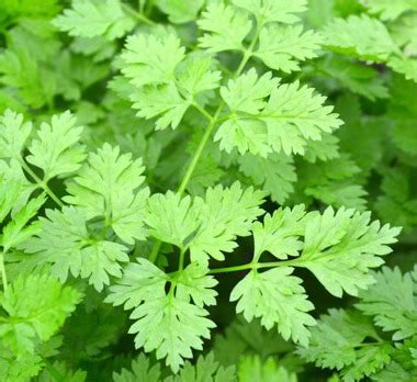 Herb - Chervil - St. Clare Heirloom Seeds