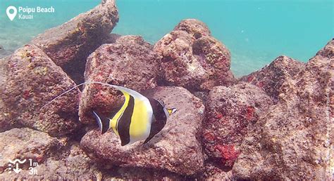 Snorkeling at Poipu Beach Park | Snorkeling in Kauai