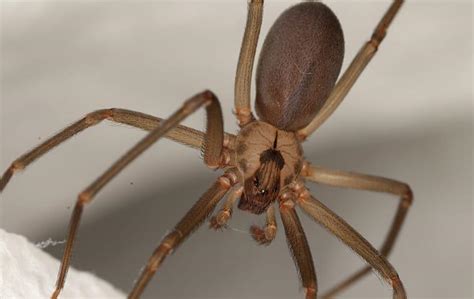 The Problems Associated With Brown Recluse Spiders In Virginia