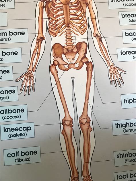 1980s Human Body Skeletal Chart Poster Size / Anatomical / | Etsy UK