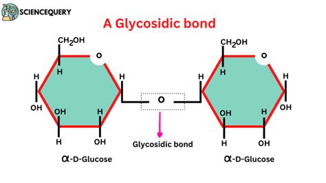 Glycosidic bond definition and structure - Science Query