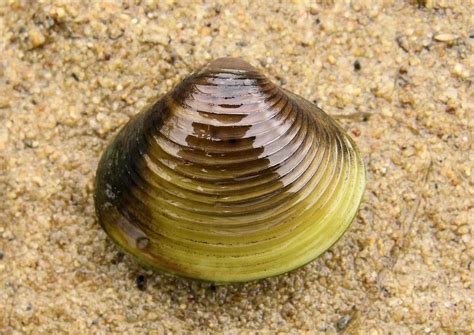 FreshWater Clams: Characterisctics, reproduction, behavior and more