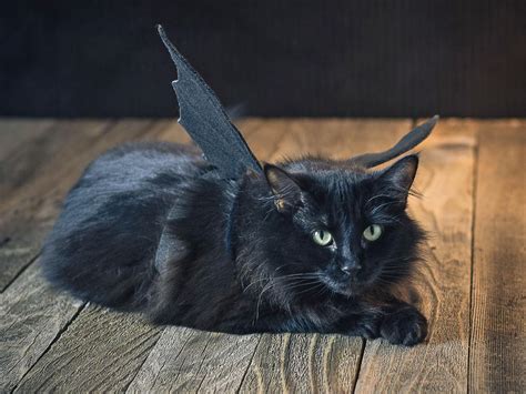 Halloween Pet Costume: Black Bat | HGTV