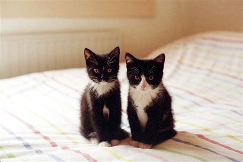 Two Black And White Kittens Photograph by Ineke Kamps - Fine Art America