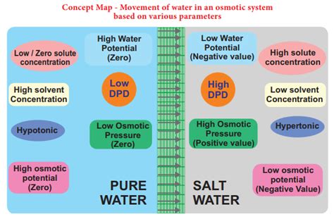 Absorption of Water in Plants