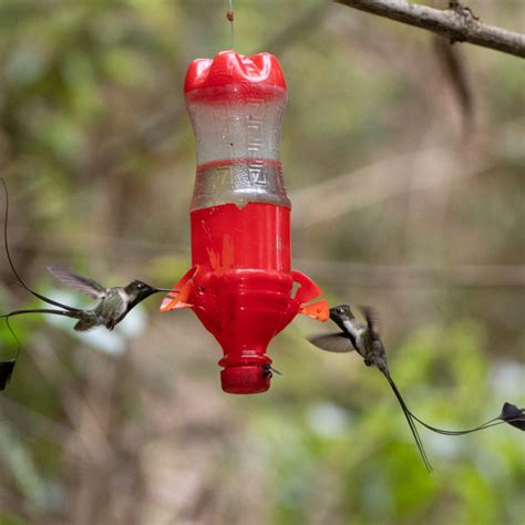 Marvelous Spatuletail | Hummingbird Facts Information | Hummingbird ...