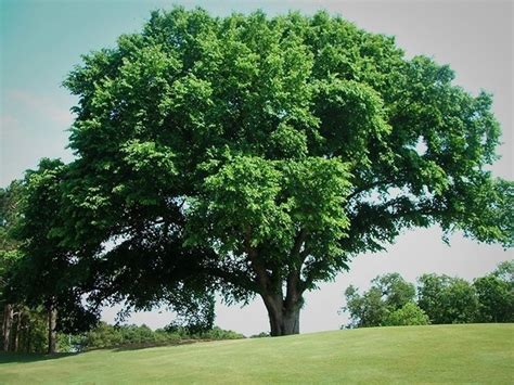 What Kills Elm Trees? | Hunker