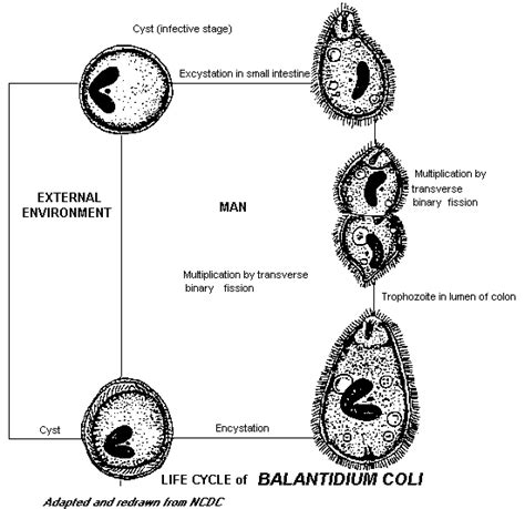 Protozoan Parasite