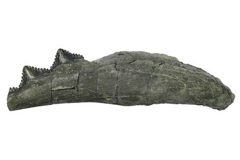 7.1" Bizarre Shark (Edestus) Jaw Section with Teeth - Carboniferous ...