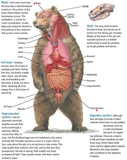 Bear Anatomy | Animal skeletons, Zoology, Animal science