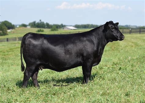 Boyd Beef Cattle | Elite Angus Female Sale | The Pulse