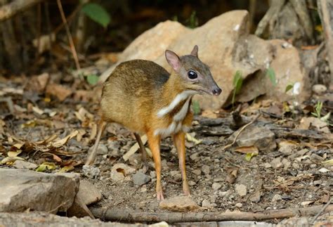 Mouse deer - KHAO SOK National Park, Thailand