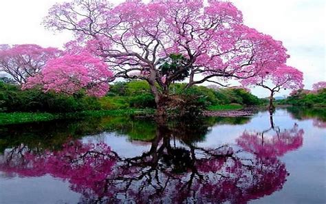 Flowering tree by the lake wallpapers and images - wallpapers, pictures ...