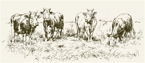 Cows grazing on meadow. Hand drawn illustration. | Stock illustration ...