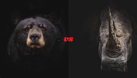 Bear vs Rhino - Who Would Win In a Fight? - Wild Explained