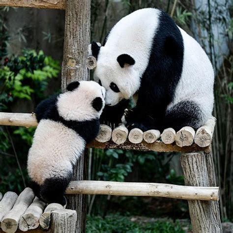 A pic of panda climbing a tree