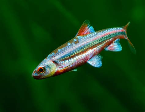 Rainbow Shiner · Tennessee Aquarium