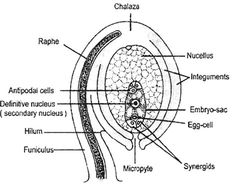 Explain the structure of megasporangium?