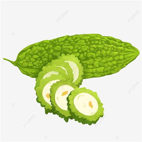 Bitter Gourd PNG Image, Hand Drawn Vegetable Bitter Gourd Illustration ...