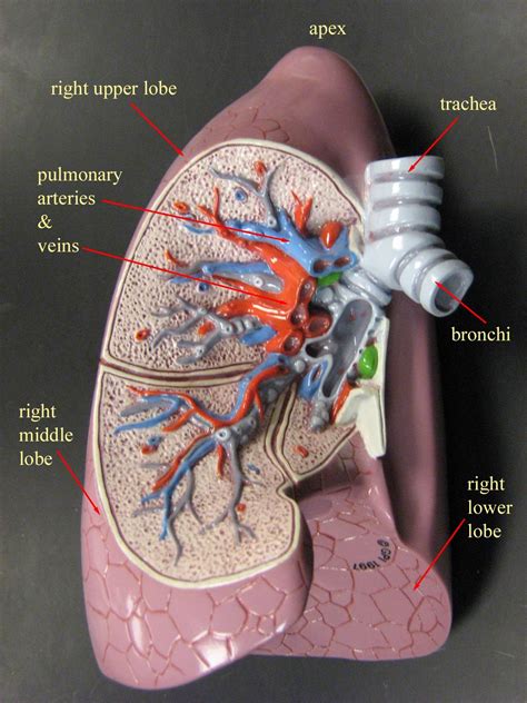 right lung model | A&P.4.Heart.Lung | Pinterest | Lungs and Nursing ...