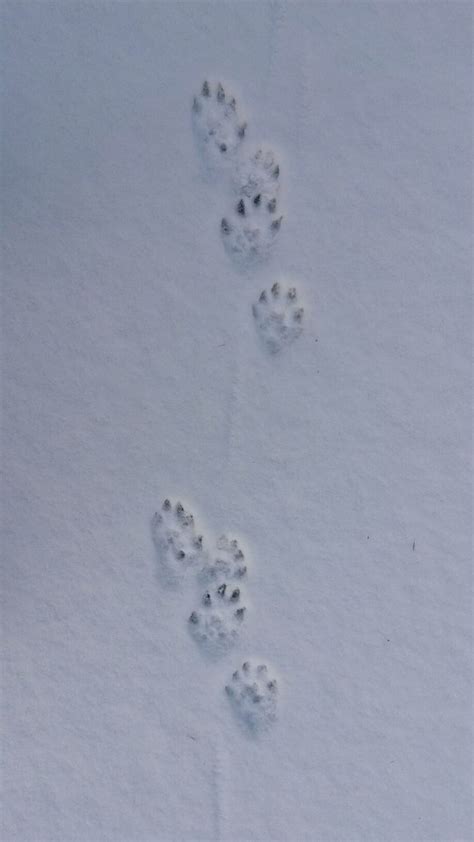 Fisher tracks | Animal tracks, Appeasement, Animals