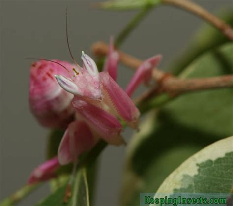 Orchid Mantis – Keeping Insects