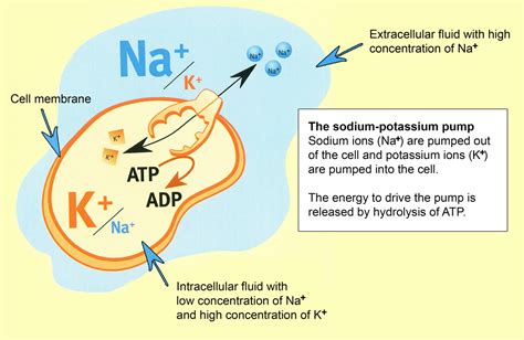 Pump: The Sodium Potassium Pump