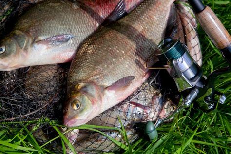 Two Big Freshwater Common Bream Fish and Fishing Rod with Reel on ...