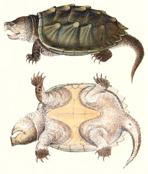 Alligator Snapping Turtle is Actually Three Species, Study Finds ...