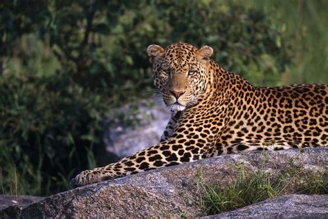 Leopards in Serengeti - Serengeti National Park