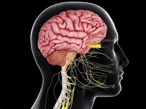 Central Nervous System Diagram Anatomy : The Central Nervous System ...