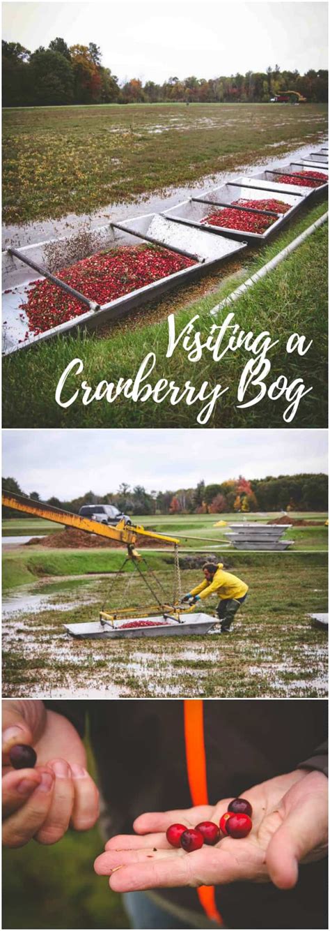 Visiting a Cranberry Bog - Sweetphi