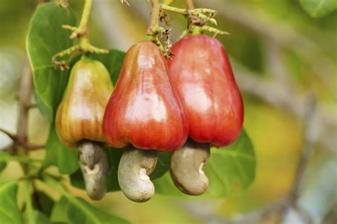 Cashews, Not Really a Nut • AnswerLine • Iowa State University ...