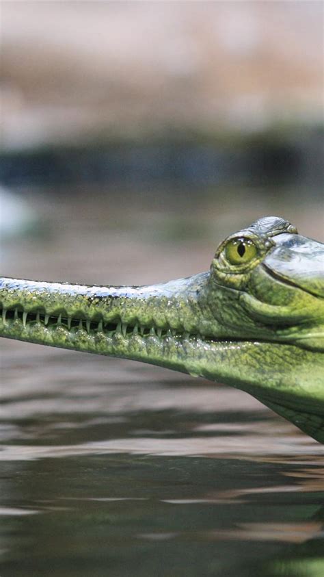 Gharial, crocodile, head, mouth, teeth 3840x2160, gharials HD phone ...