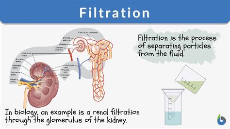 Filtration - Definition and Examples - Biology Online Dictionary