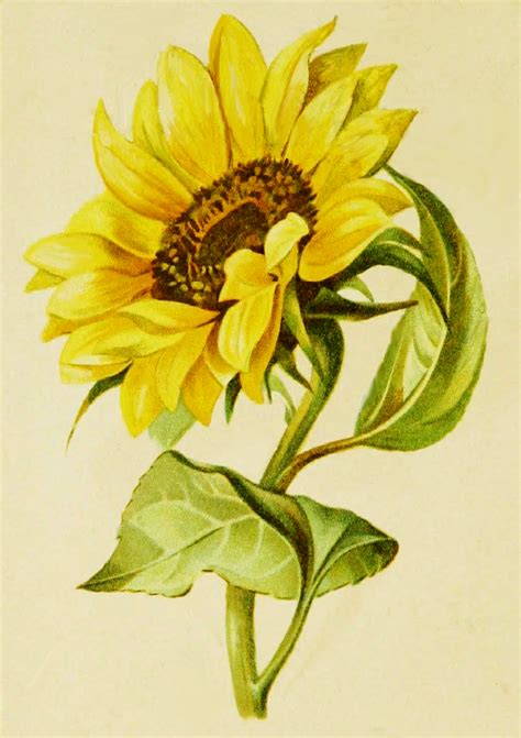 Vintage sunflower drawing from 1888 with a slight editorial assist by ...