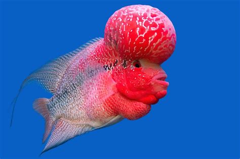 Flowerhorn Cichlid: Care Guide, Breeding, Tank Size & Disease