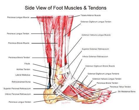 side-view-of-foot-anatomy | Heart and Health Medical