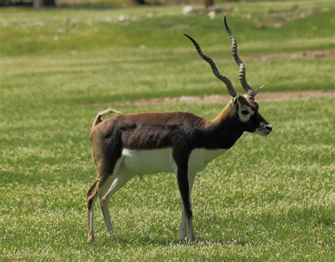 Black Buck ó Antilope Negro - MundoAnimal.mx - Compra Venta de Venados ...