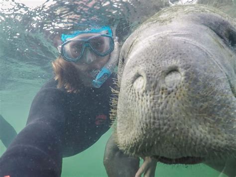 My Guide to Booking the Best Manatee Tours in Crystal River, Florida