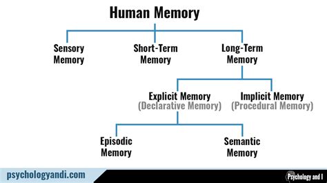 Types of Memory in Psychology (Why They Matter)