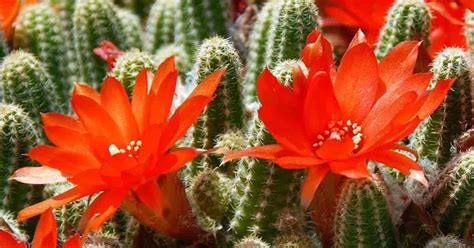 Flowering Cactus: How To Make Cactus Bloom [All Year Round] | Cactus ...