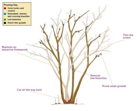 proper pruning of crape myrtles | Myrtle tree, When to prune azaleas ...