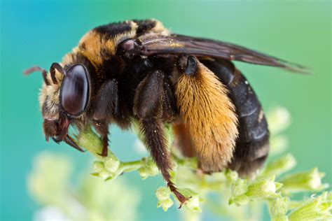 Colin Hutton Photography | Bees and Wasps | Long-horned Bee - Eucerini