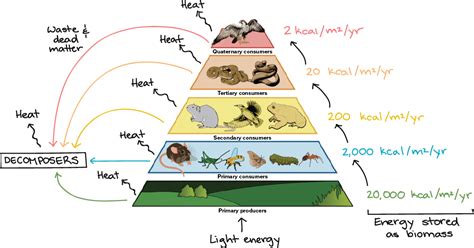 Food chains & food webs (article) | Ecology | Khan Academy | Trophic ...