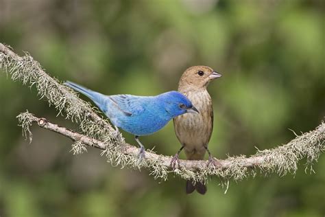 7 female birds that look wildly different from their mates - Cottage Life