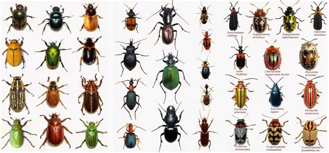 Common House Bugs Identification